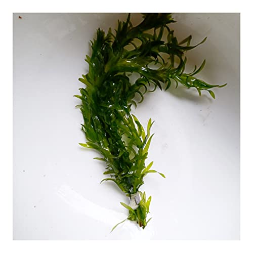 オオカナダモ」の人気商品一覧 | 安い商品を通販サイトから探す - 価格.com